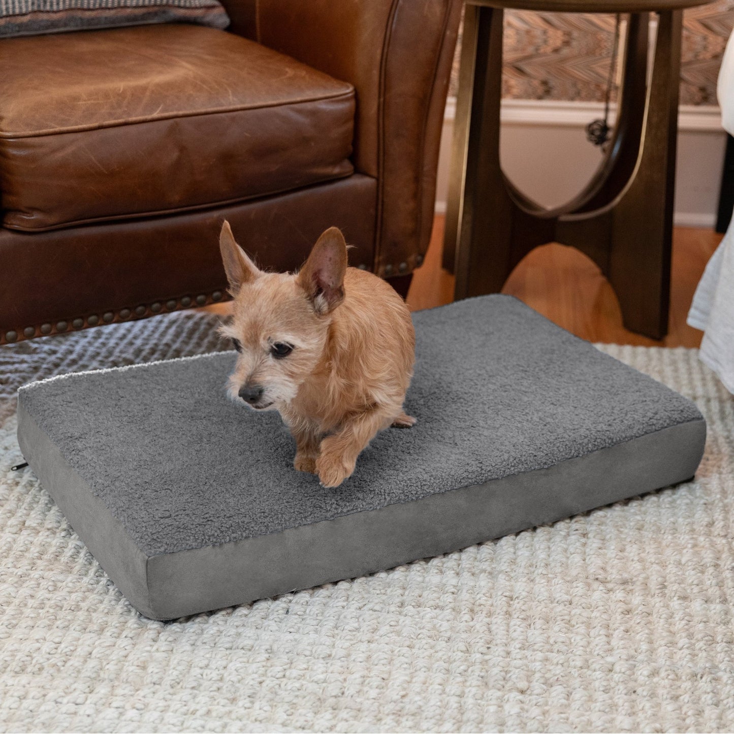 Jaxx Cubbi Dog Bed - Plush Boucle Sherpa Top for Cozy Comfort, Supportive Memory Foam for Joint Pain Relief, No - Slip Base for Stability, Machine Washable Cover and Waterproof Liner, Small (19750) - SchoolOutlet
